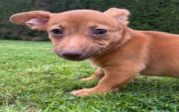 Jack Russell dogs for sale: rare coloured jack russel terriers - Image 4