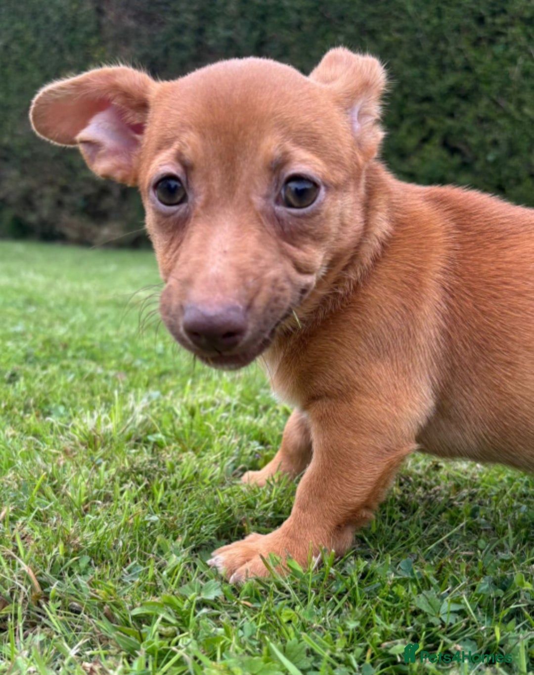 Jack Russell dogs for sale: rare coloured jack russel terriers - Image 4