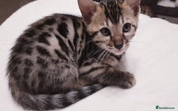 Bengal cats for sale: Bengal kittens  - Image 9