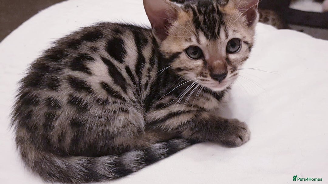 Bengal cats for sale: Bengal kittens  - Image 9