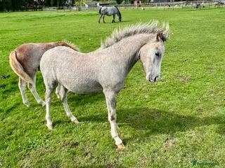 Welsh Section A horses Welsh Section A filly - Advert 2