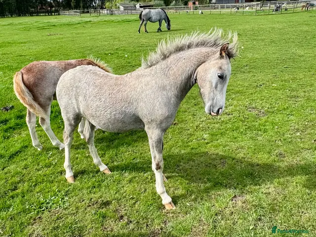 Welsh Section A horses Welsh Section A filly - Advert 2