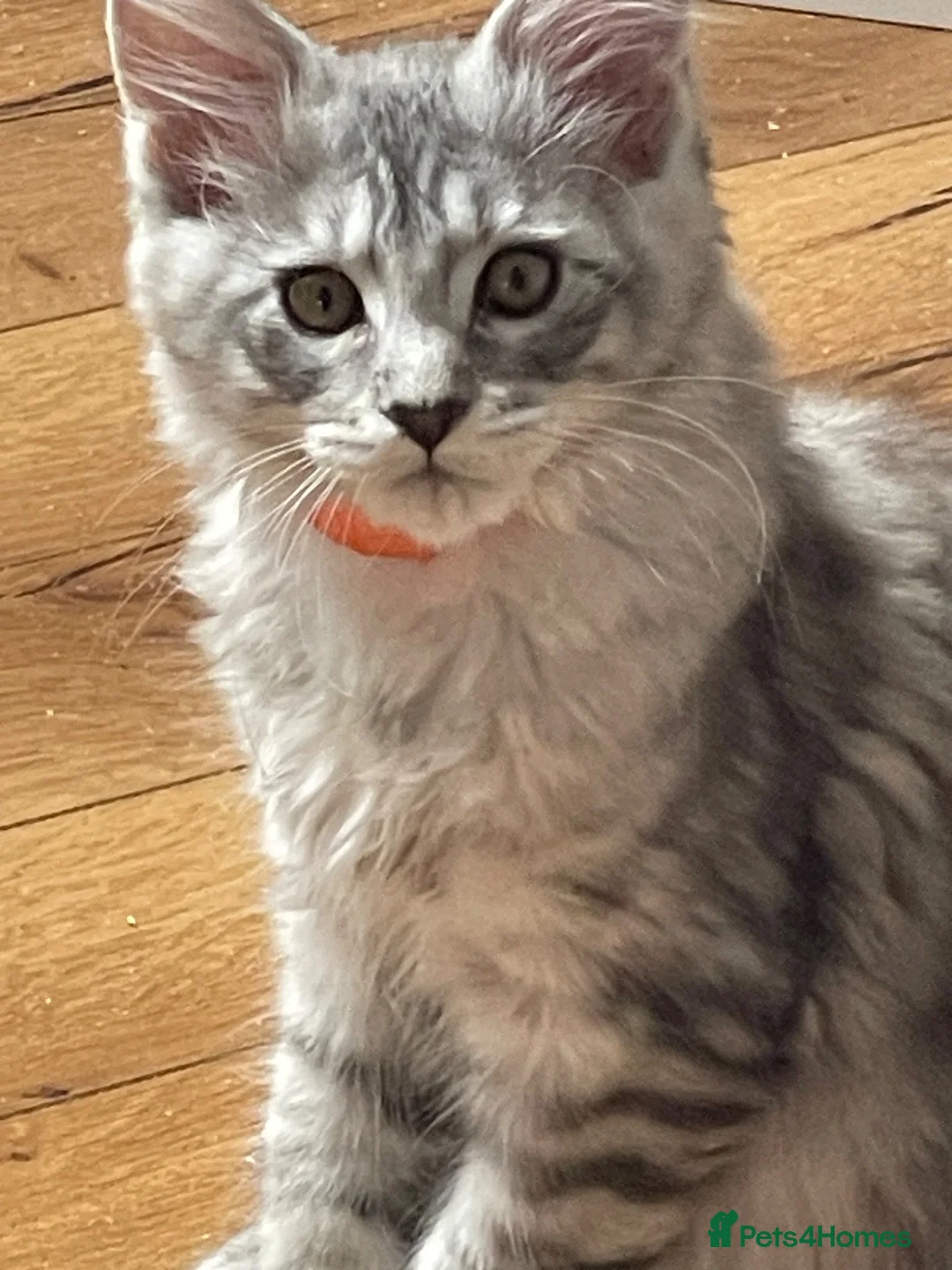 Maine Coon cats for sale: 2 beautiful mainecoon kittens ready for a home in Lisburn - Advert 2