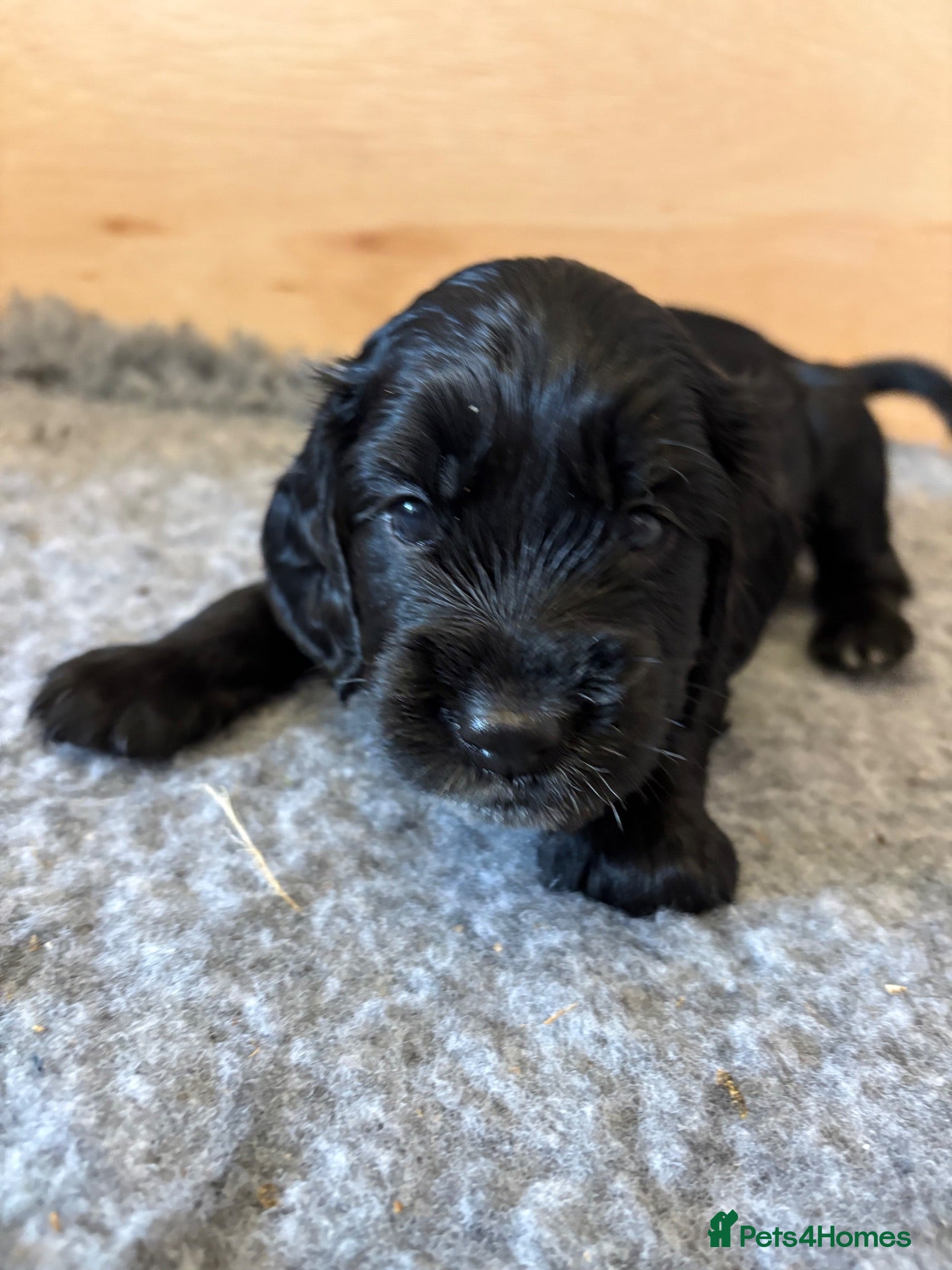 Cockapoo dogs Beautiful Cockapoo Puppies  - Advert 4