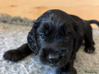 Cockapoo dogs Beautiful Cockapoo Puppies - Advert 4