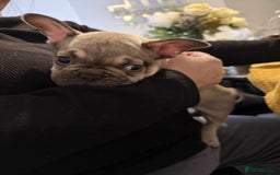 French Bulldog dogs for sale: pupis - Image 10