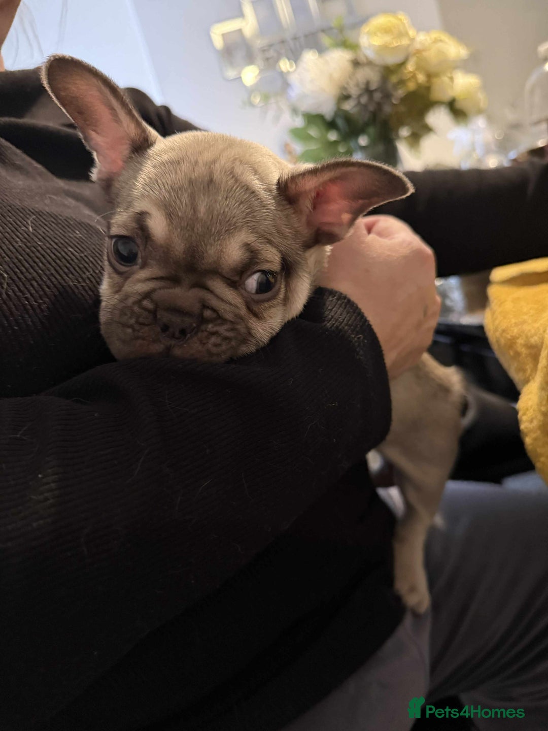 French Bulldog dogs for sale: pupis - Image 10