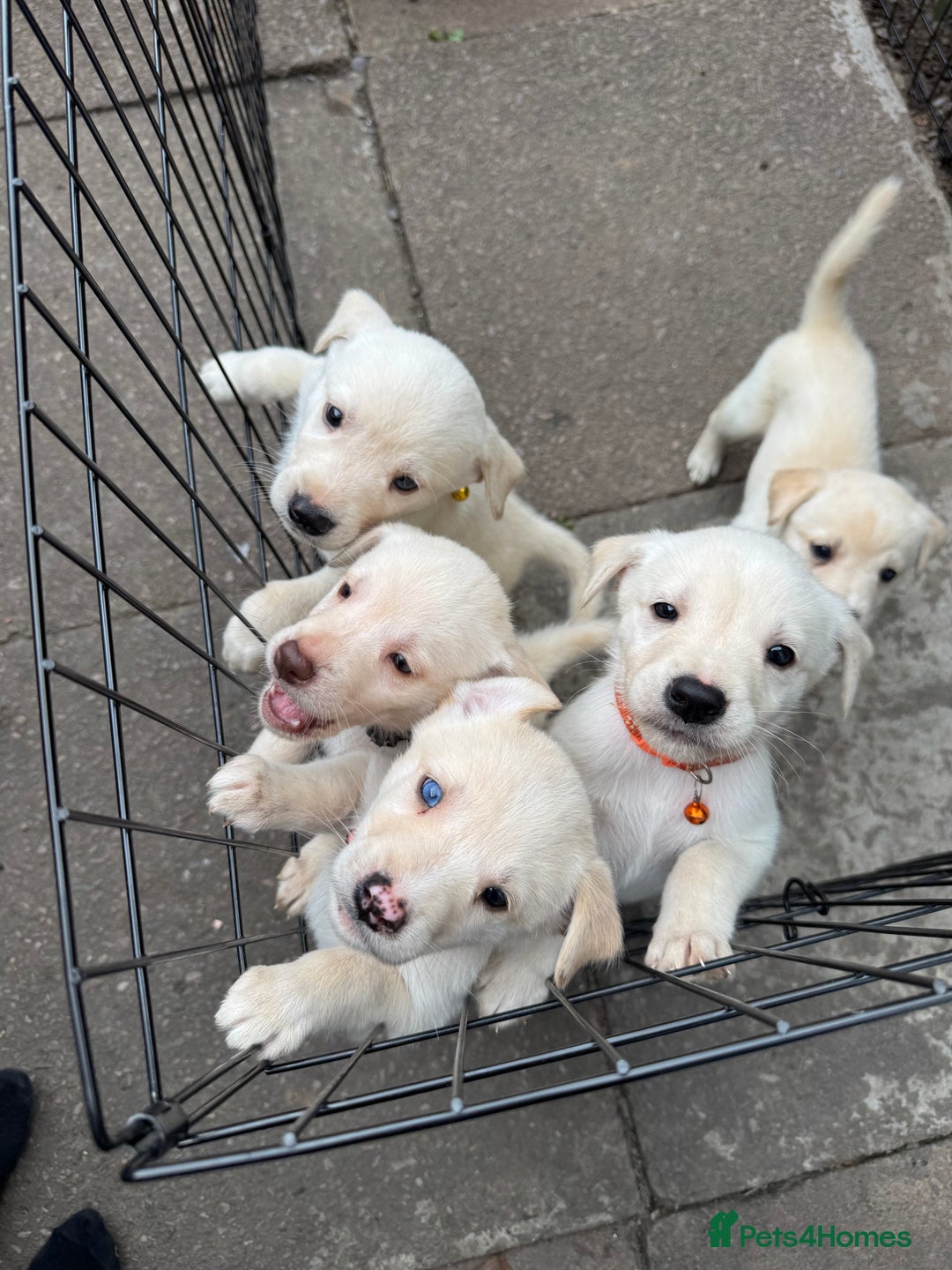 Mixed Breed dogs for sale: Beautiful Puppies looking for their forever home♥️ - Image 26