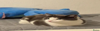 George:British shorthair 