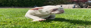 French Bulldog Puppy 4