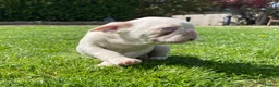 French Bulldog dogs for sale: Adorable French Bulldog Puppies for Sale 🐶❤️ - Advert 8
