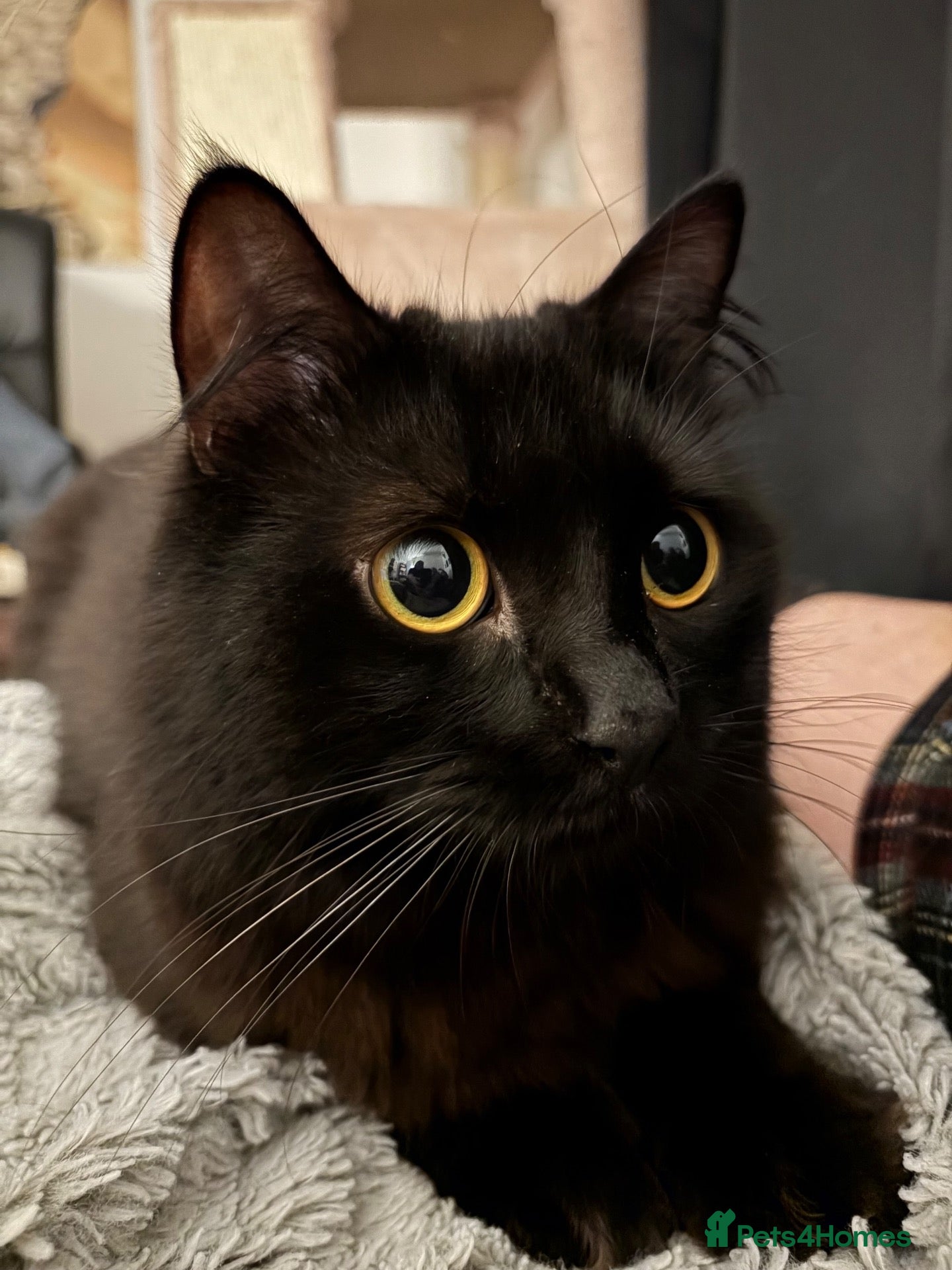 British Longhair cats for sale: Gorgeous Long Hair Hades - Advert 17