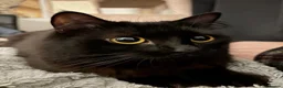 British Longhair cats for sale: Gorgeous Long Hair Hades in Northampton - Advert 1