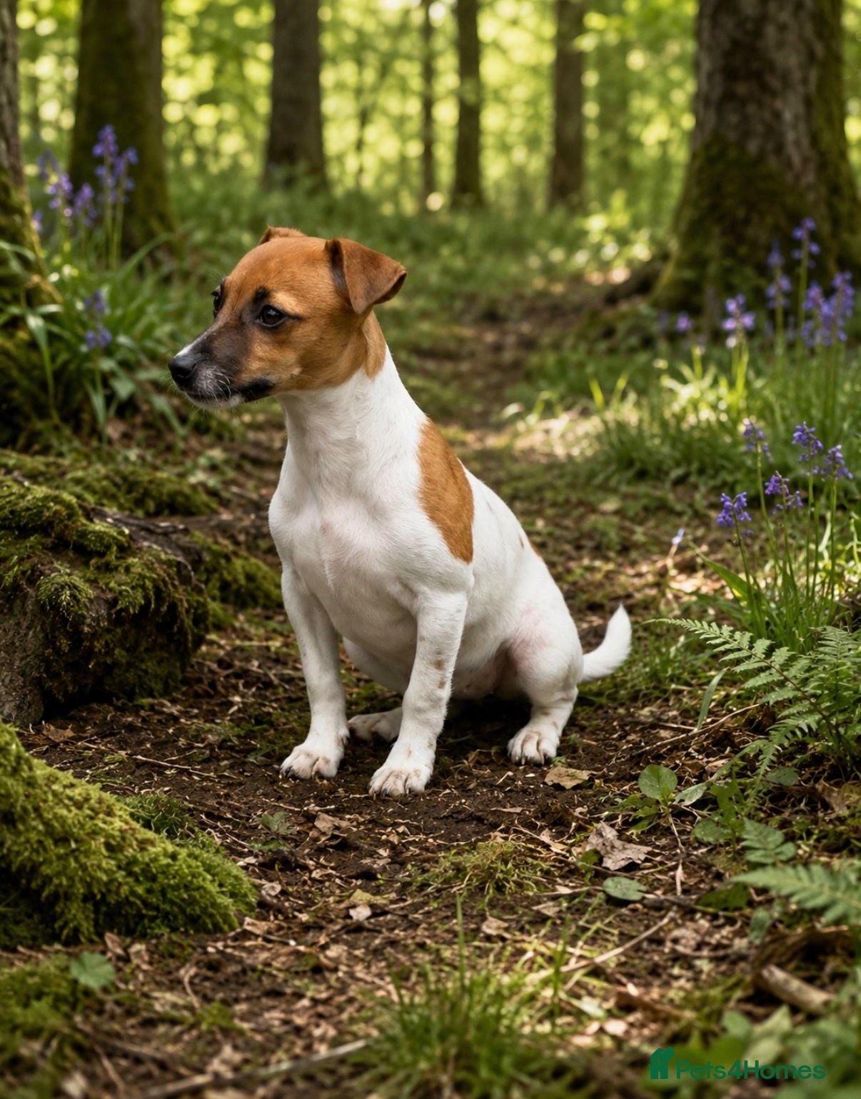 Jack Russell dogs 2 stunning girls needing new homes  - Advert 1