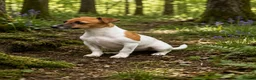 Jack Russell dogs for sale: 2 stunning girls needing new homes  - Advert 1