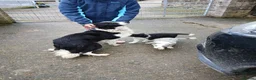 Mixed Breed dogs for sale: Border collie cross pups - Advert 13