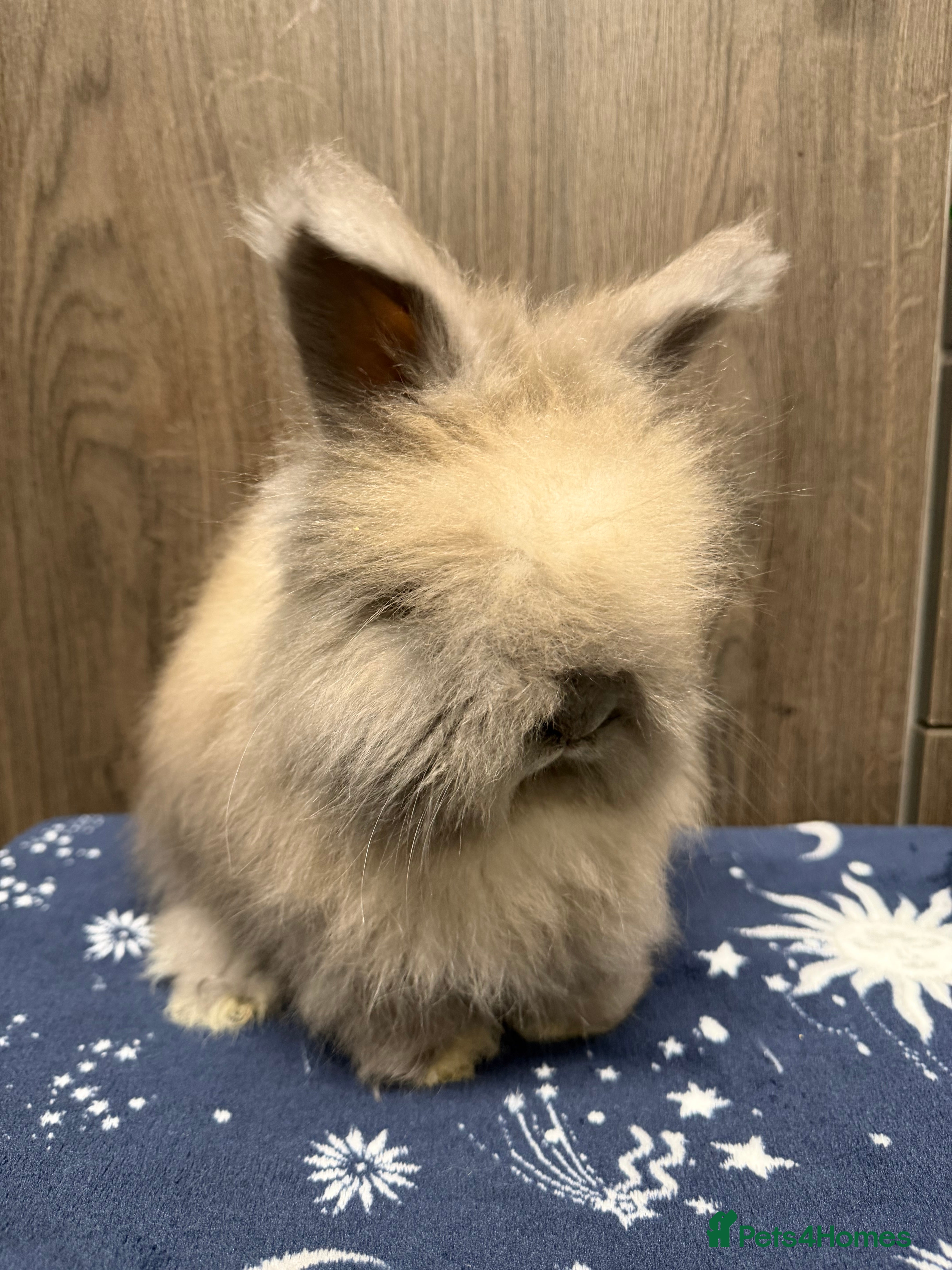 Angora rabbits Beautiful Female Angora babies ready now  - Advert 11