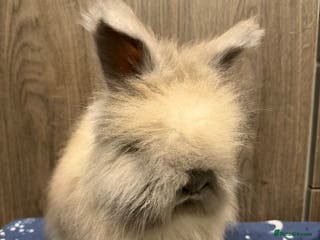 Angora rabbits Beautiful Female Angora babies ready now - Advert 17