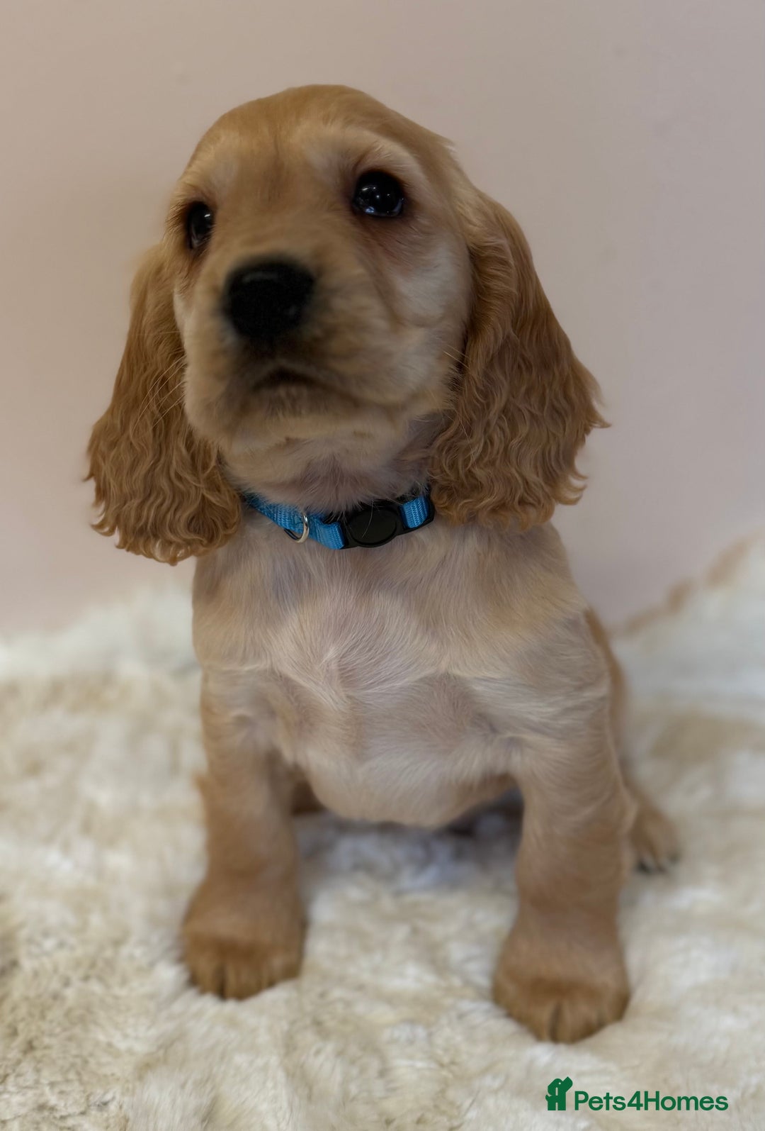 Cocker Spaniel dogs for sale: Golden Cocker Spaniel Puppies - Advert 6