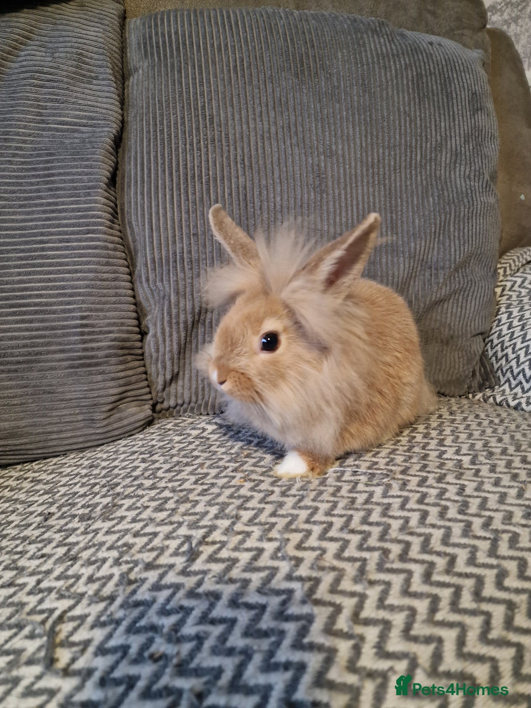 Lionhead rabbits for sale: Lionhead baby rabbits  - Image 9
