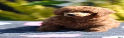 Miniature Poodle dogs for sale: KC Reg Miniature Poodles puppies   in Cookstown - Advert 5