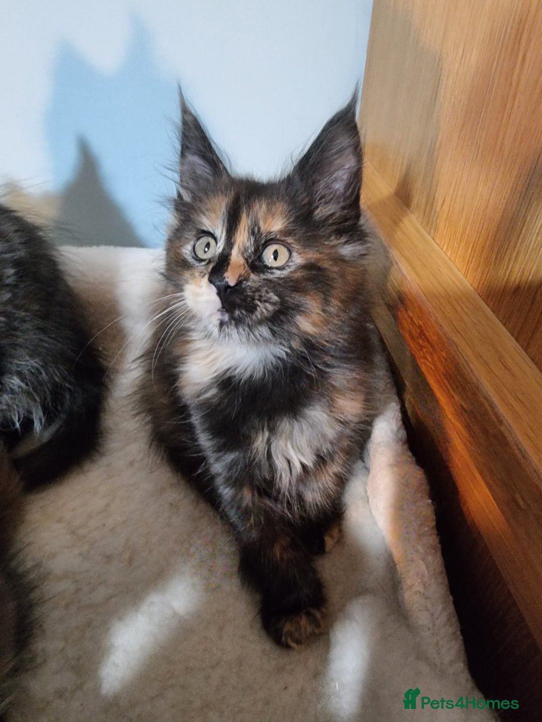 Maine Coon cats for sale: Pedigree GCCF Registered Maincoon Kittens - Image 12