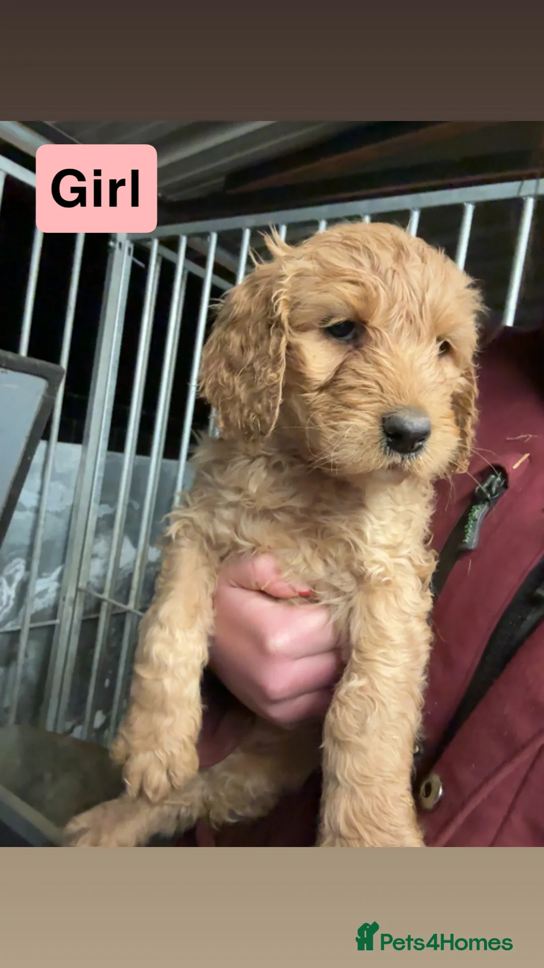 Labradoodle dogs for sale: Labradoodle pups  - Advert 6
