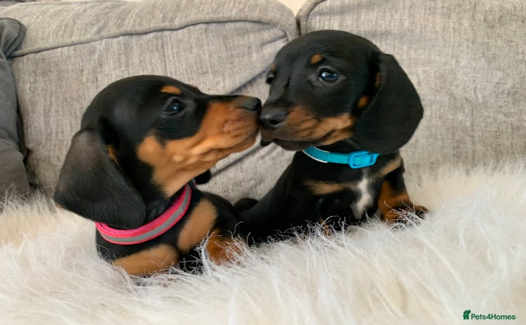 Miniature Dachshund dogs - Advert 11