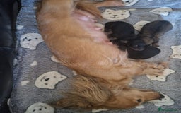 Miniature Dachshund dogs for sale: **READY ** KC REG LONG HAIR MINIATURE DACHSHUNDS - Image 12