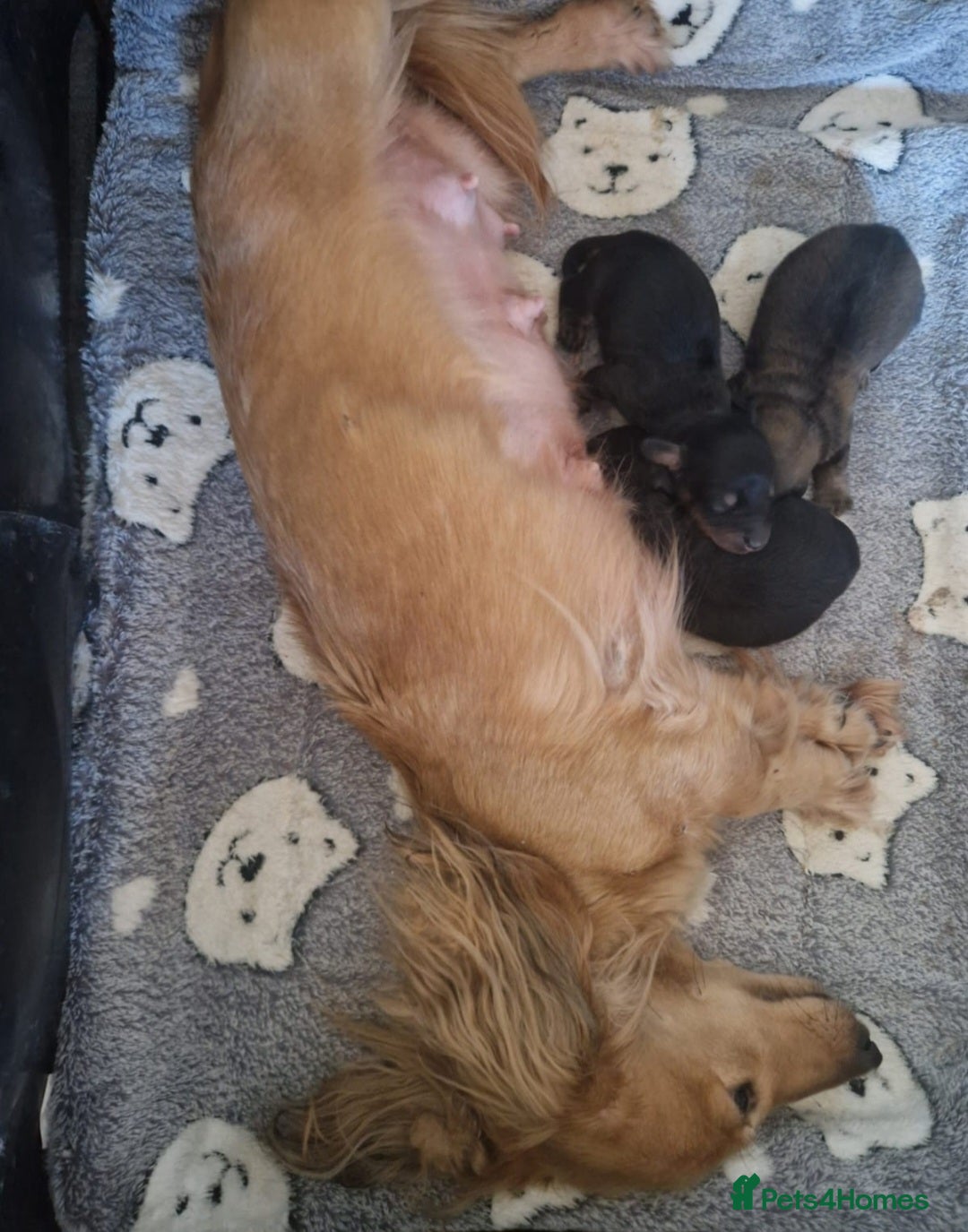 Miniature Dachshund dogs for sale: **READY ** KC REG LONG HAIR MINIATURE DACHSHUNDS - Image 12
