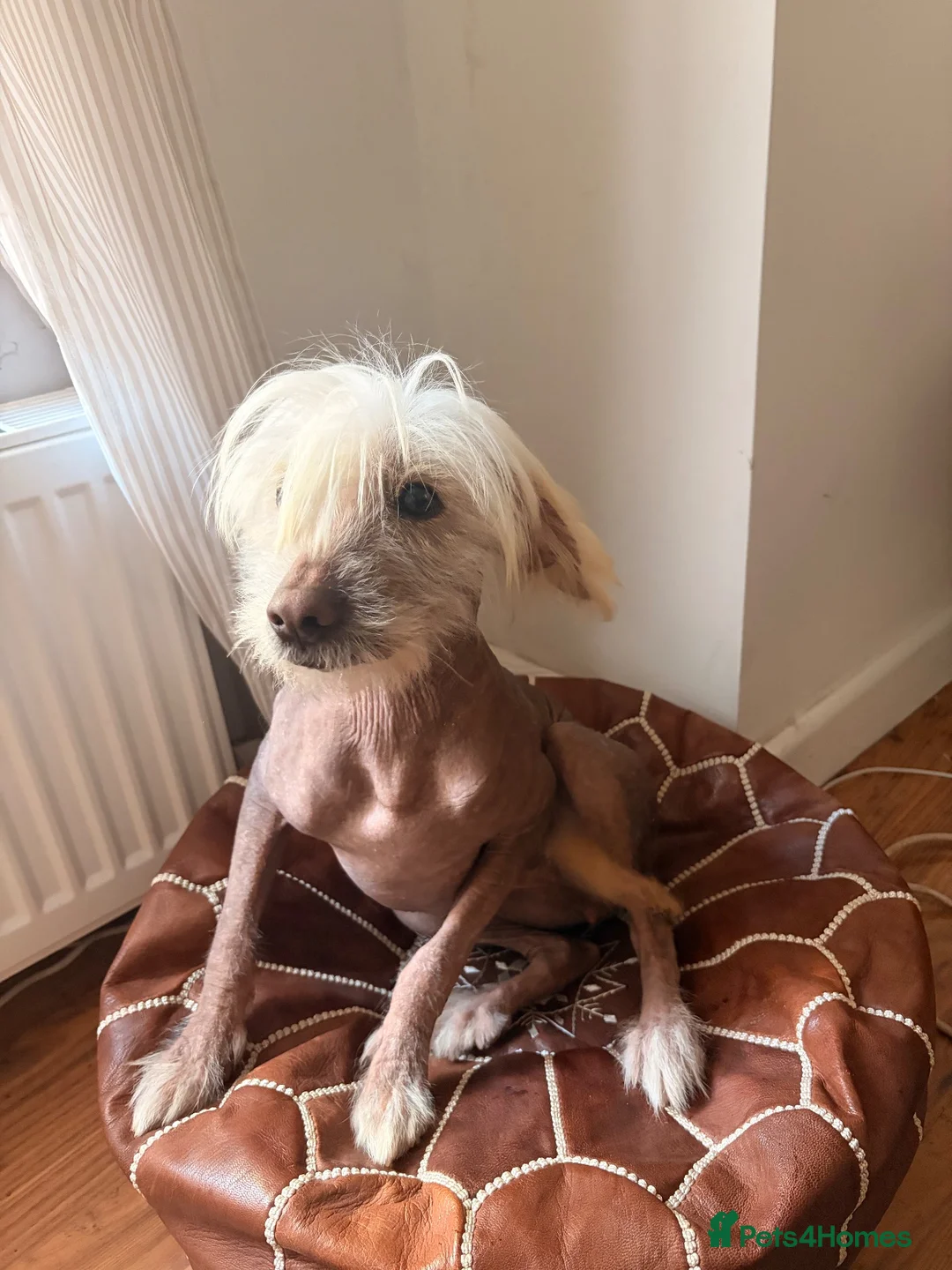 Mixed Breed dogs for sale: Beautiful Chinese Crested X in Blackwood - Advert 2