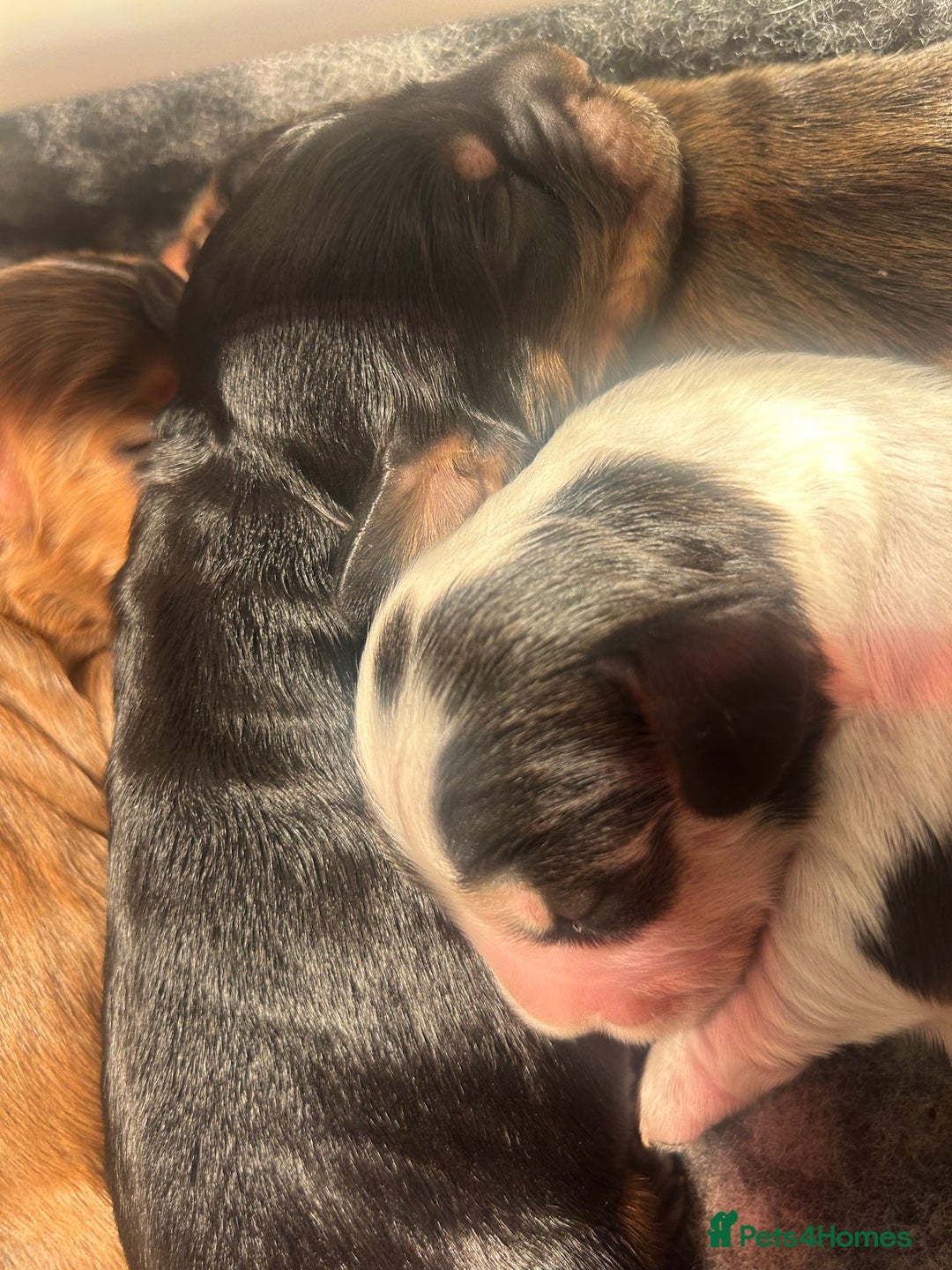 Cocker Spaniel dogs for sale: KC Reg Show Type Cocker Spaniel Puppies  - Advert 9