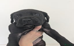 Cane Corso dogs for sale: Cane corso puppies  - Image 3