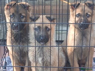 German Shepherd dogs Czech shepherd - Advert 9