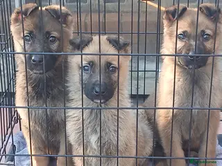 German Shepherd dogs Czech shepherd - Advert 10