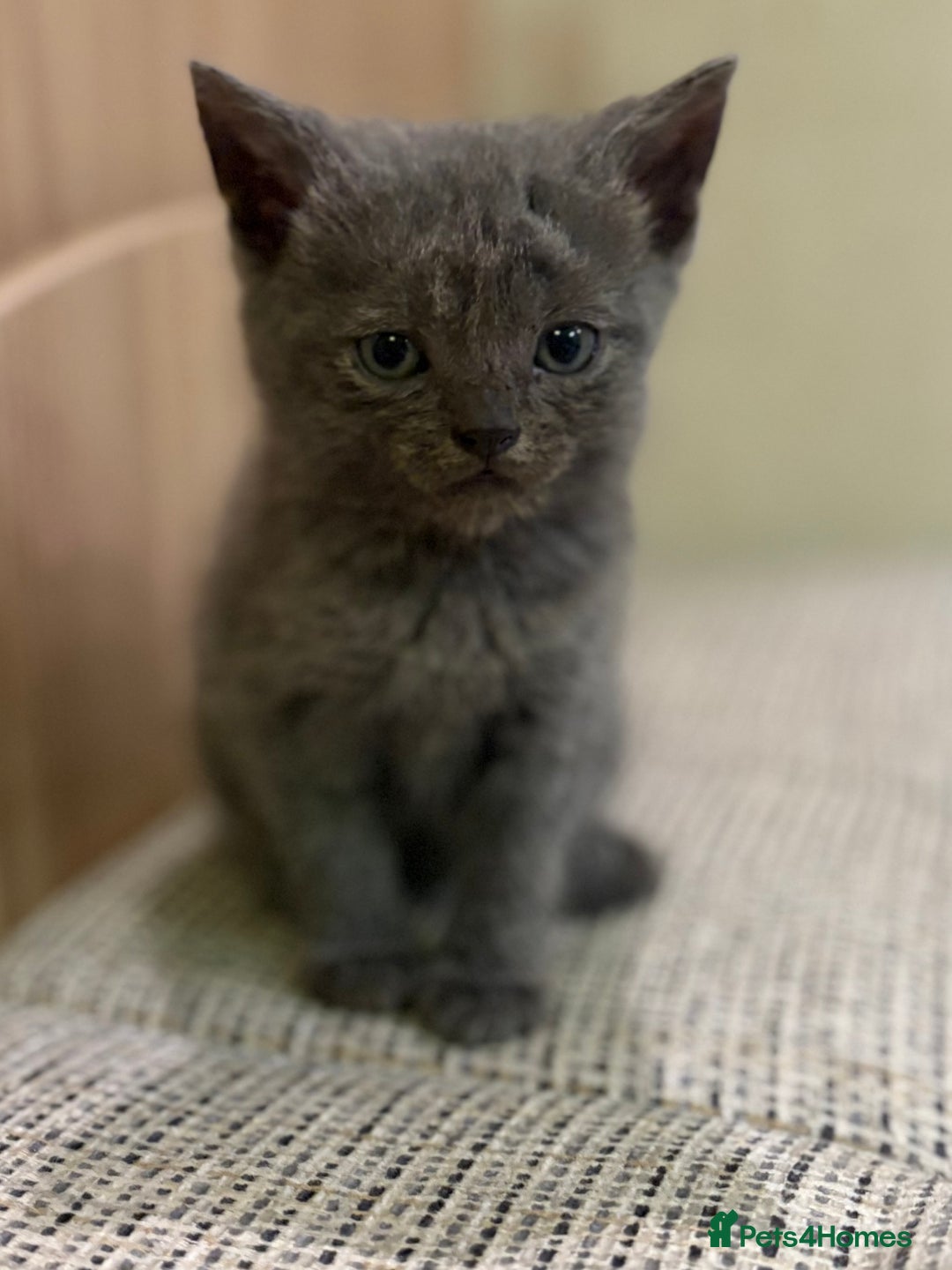 British Shorthair cats for sale: British Shorthair Kittens. - Advert 10