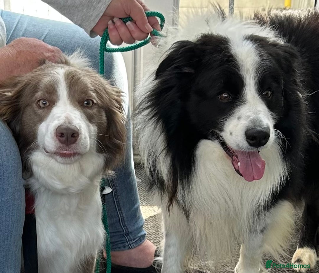 Border Collie dogs for sale: KC Registered Border Collie Puppies for sale - Image 12