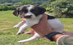 English Springer Spaniel dogs for sale: KC Registered English Springer Spaniels For Sale in Barnstaple - Image 19