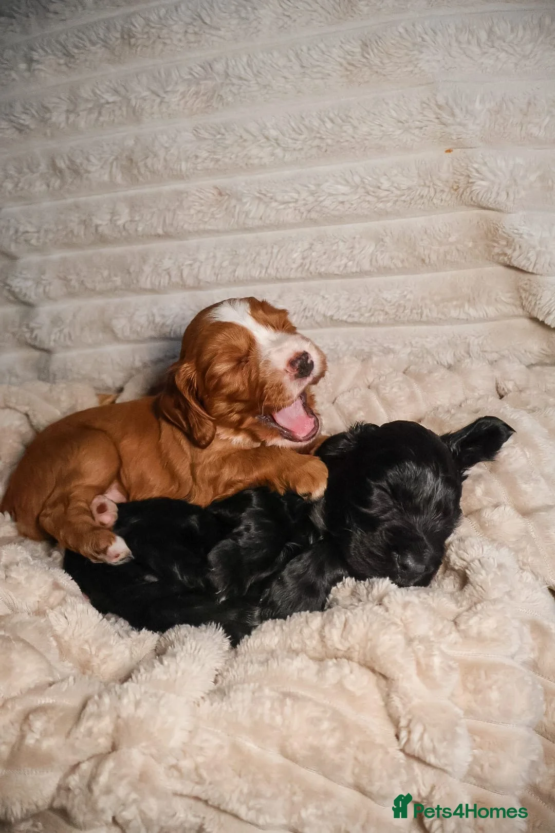 Cocker Spaniel dogs for sale: Cocker Spaniel Puppies - Advert 39
