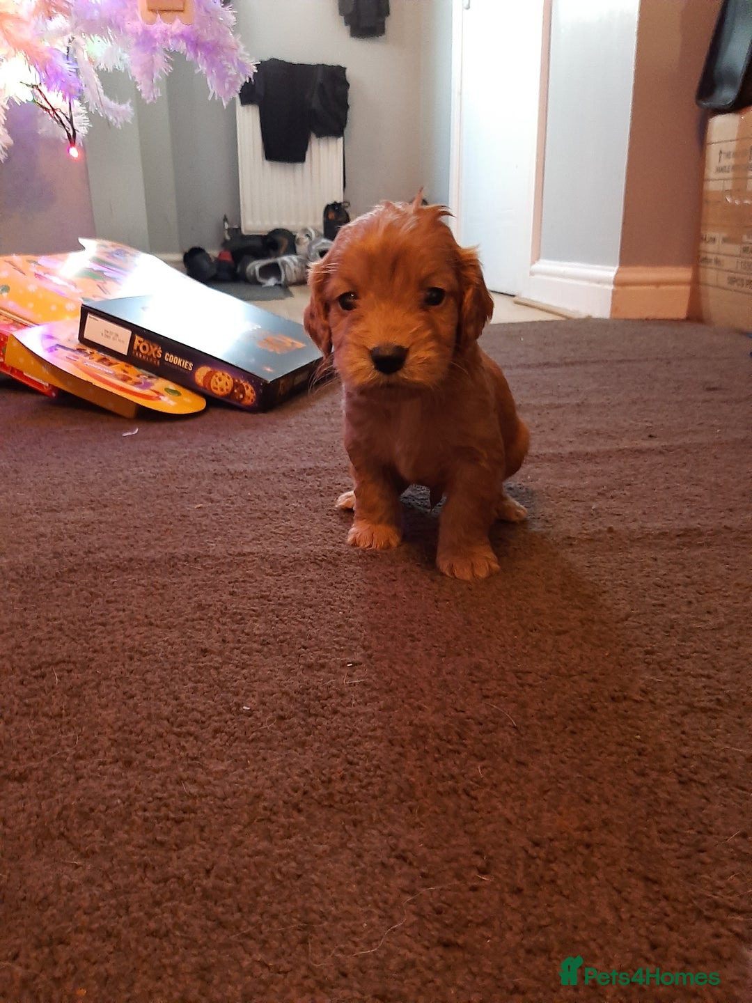 Cockapoo dogs for sale: Stunning litter of cockapoos  - Advert 13