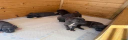Staffordshire Bull Terrier dogs for sale: Blue staffordshire bull terrier puppies - Advert 15