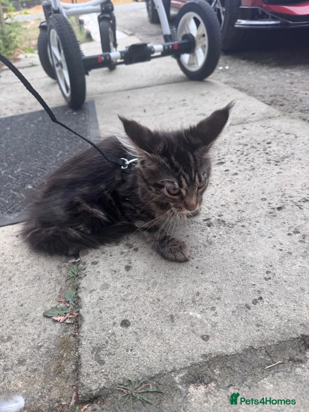 Maine Coon cats for sale: Full Maine Coon girl - Advert 17