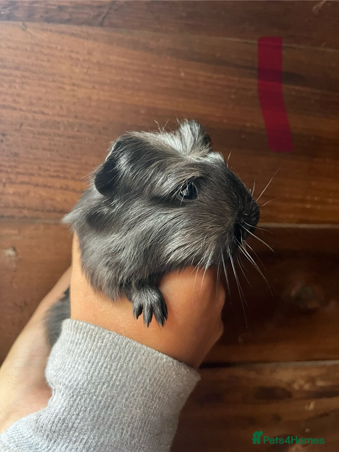 Guinea Pig rodents for sale: Gorgeous baby guinea pigs, various colours/coats  - Image 11