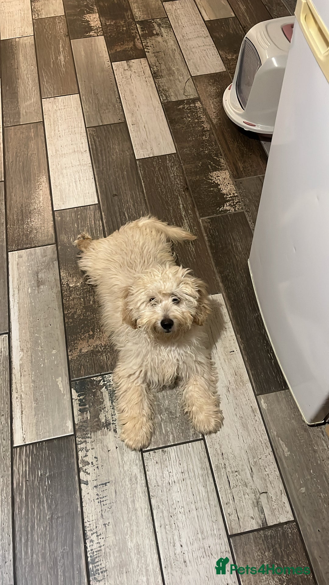 Mixed Breed dogs for sale: Cocka/cava 7 months,in need of a calm loving home  - Advert 3