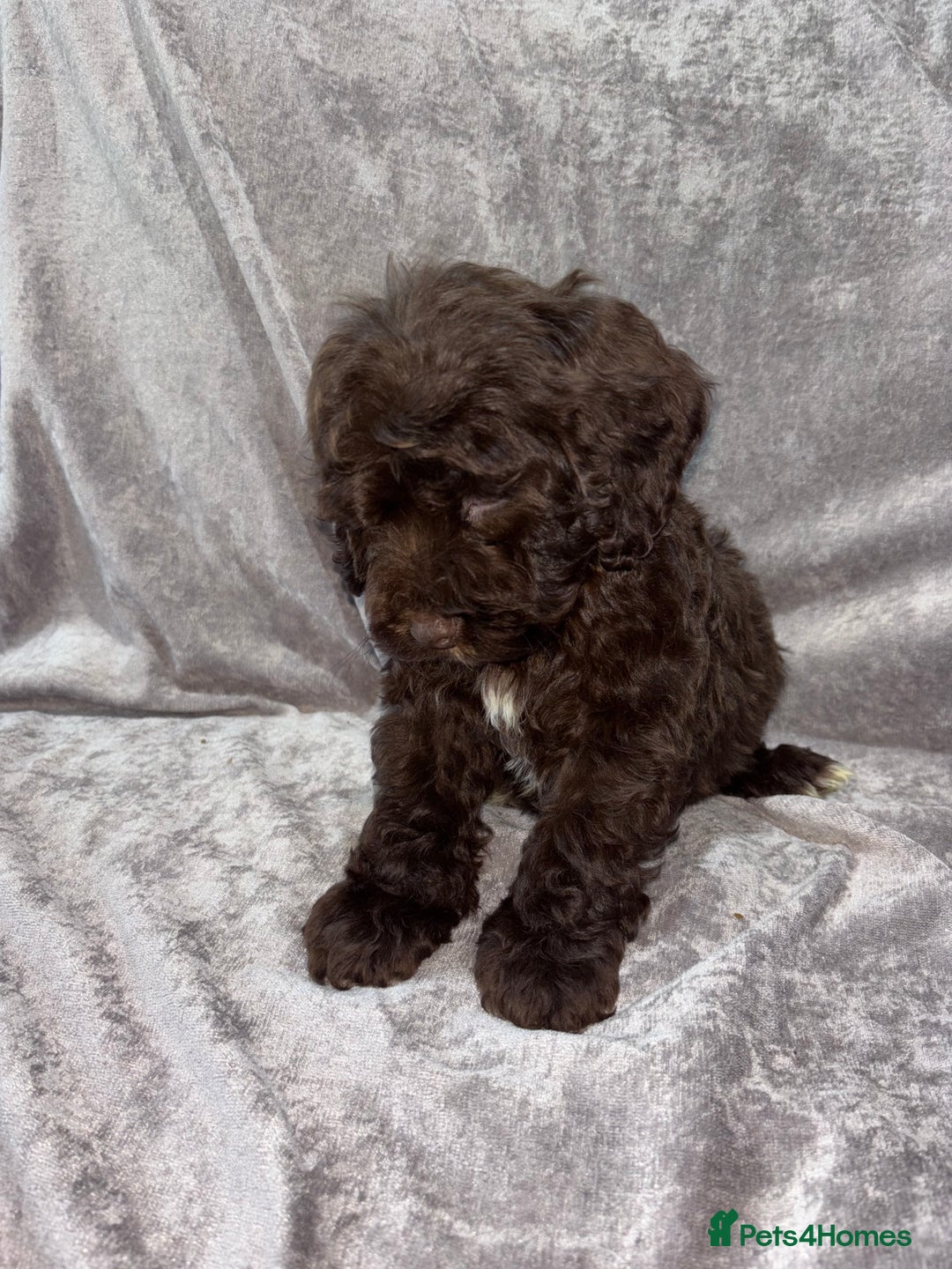 Cockapoo dogs for sale: Gorgeous Cockapoo Puppies  - Advert 19