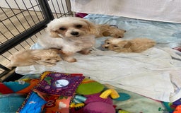 Maltipoo dogs for sale: 💖🐾Stunning health tested F1 maltipoo babies 🐾💖 - Advert 16