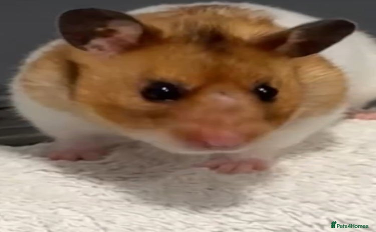 Hamster rodents - Advert 1