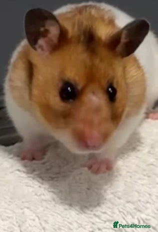 Hamster rodents - Advert 4