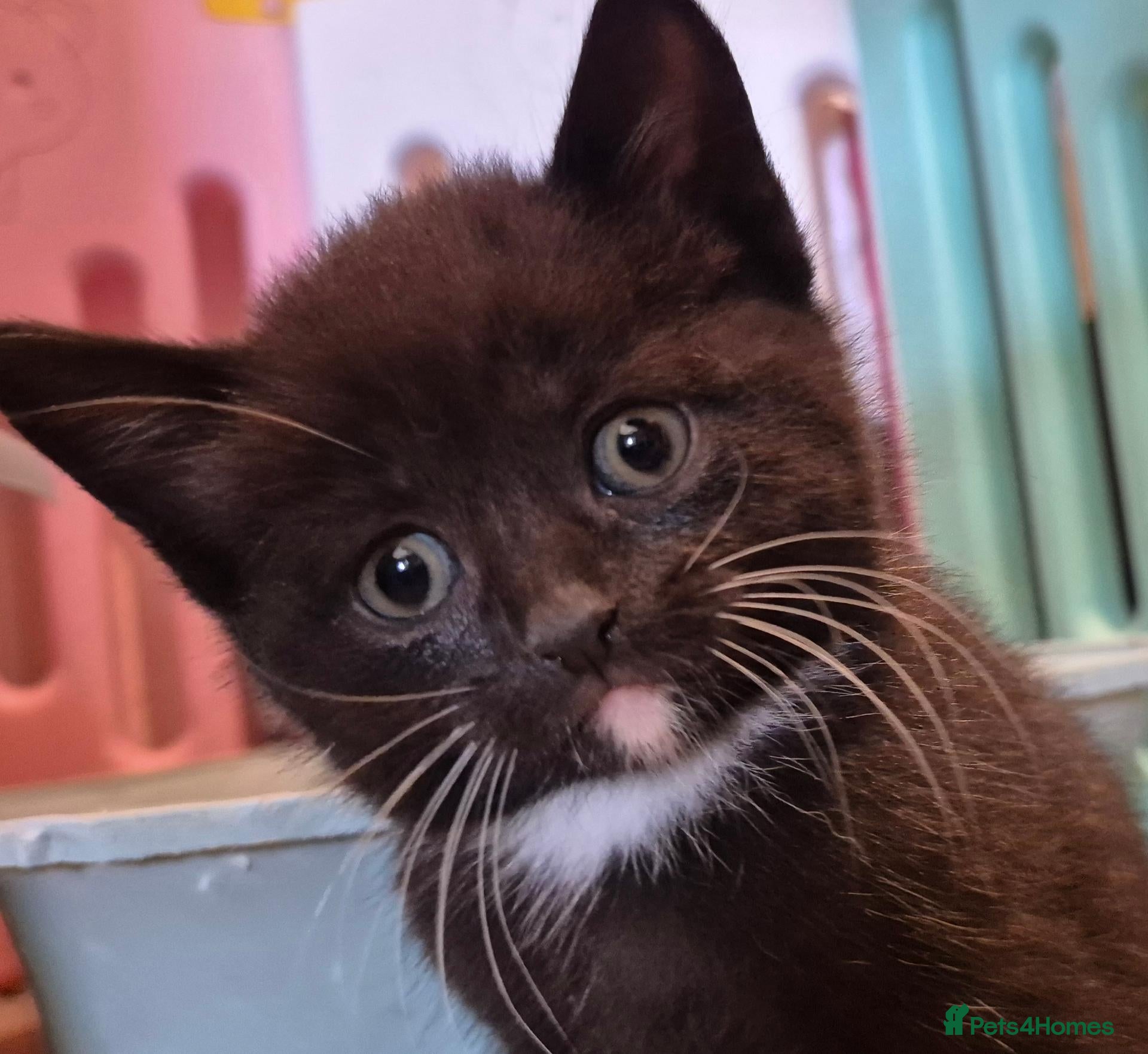 Mixed Breed cats  8 weeks old British short hair cross kittens  - Advert 1