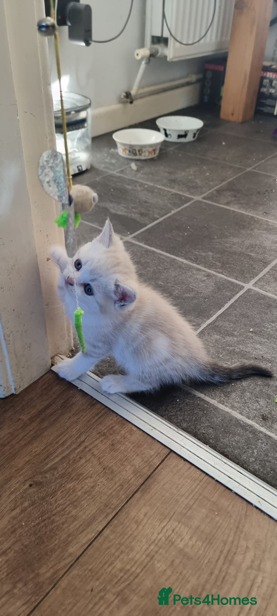 Persian cats for sale: Five loveable Persian kittens  - Image 17